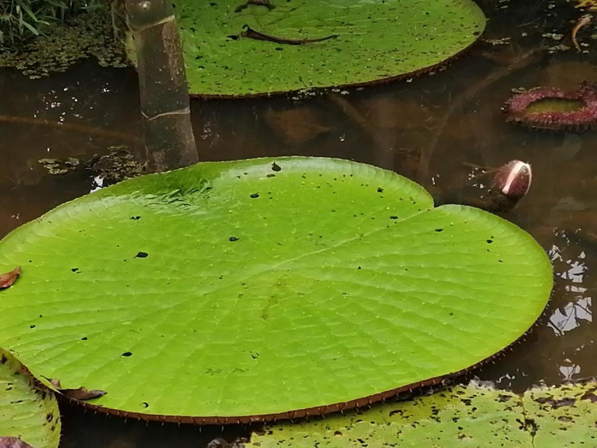 Palmayacu - Refugio Amazonico Leticia Exteriér fotografie